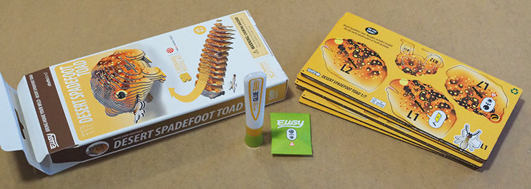 eugy-117-desert-spadefoot-toad