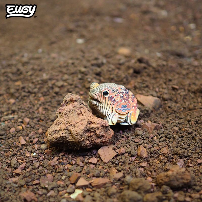 eugy-117-desert-spadefoot-toad