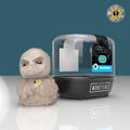 Canard Momie (First Edition)