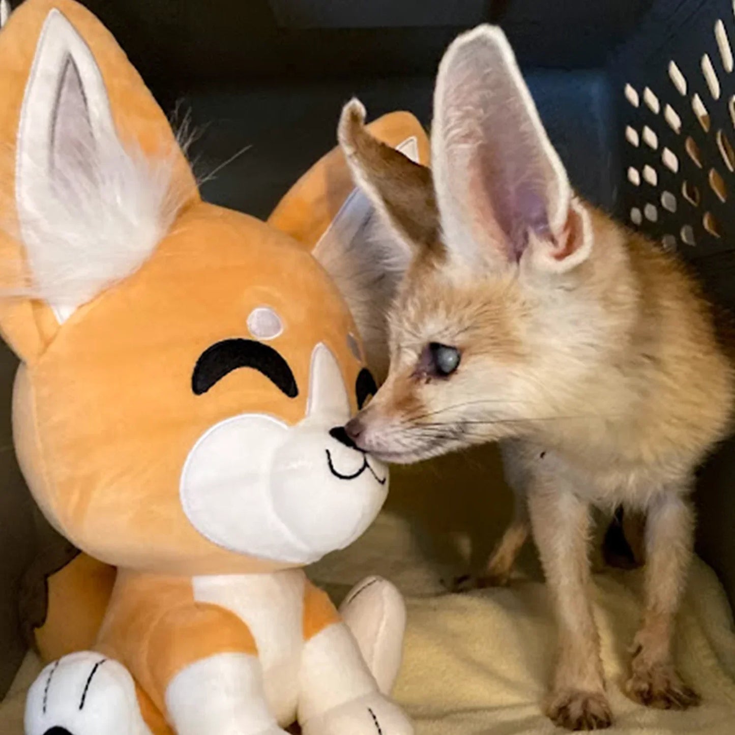 fennec-fox-plush-9in-youtooz
