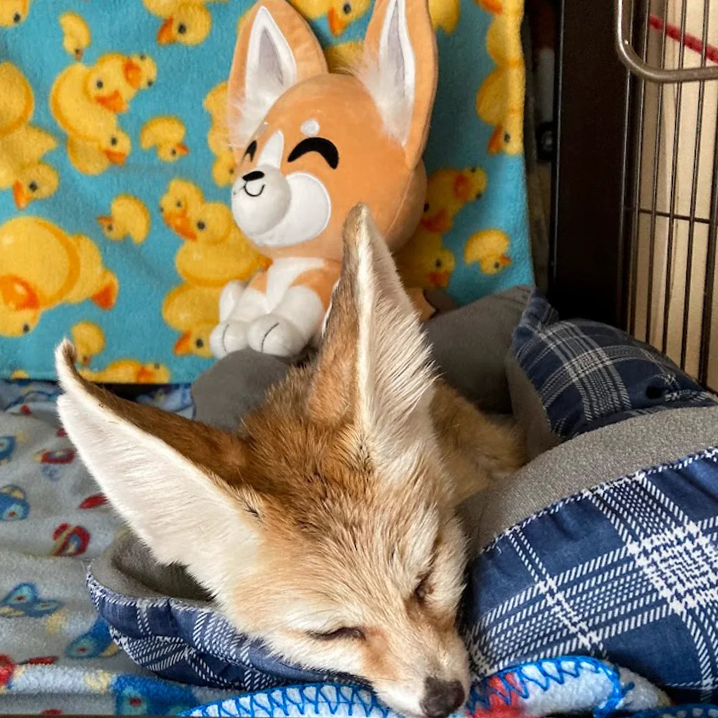 fennec-fox-plush-9in-youtooz