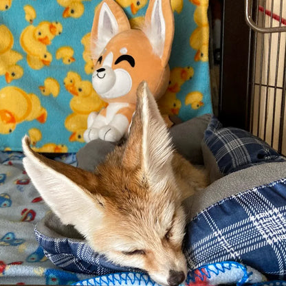 fennec-fox-plush-9in-youtooz