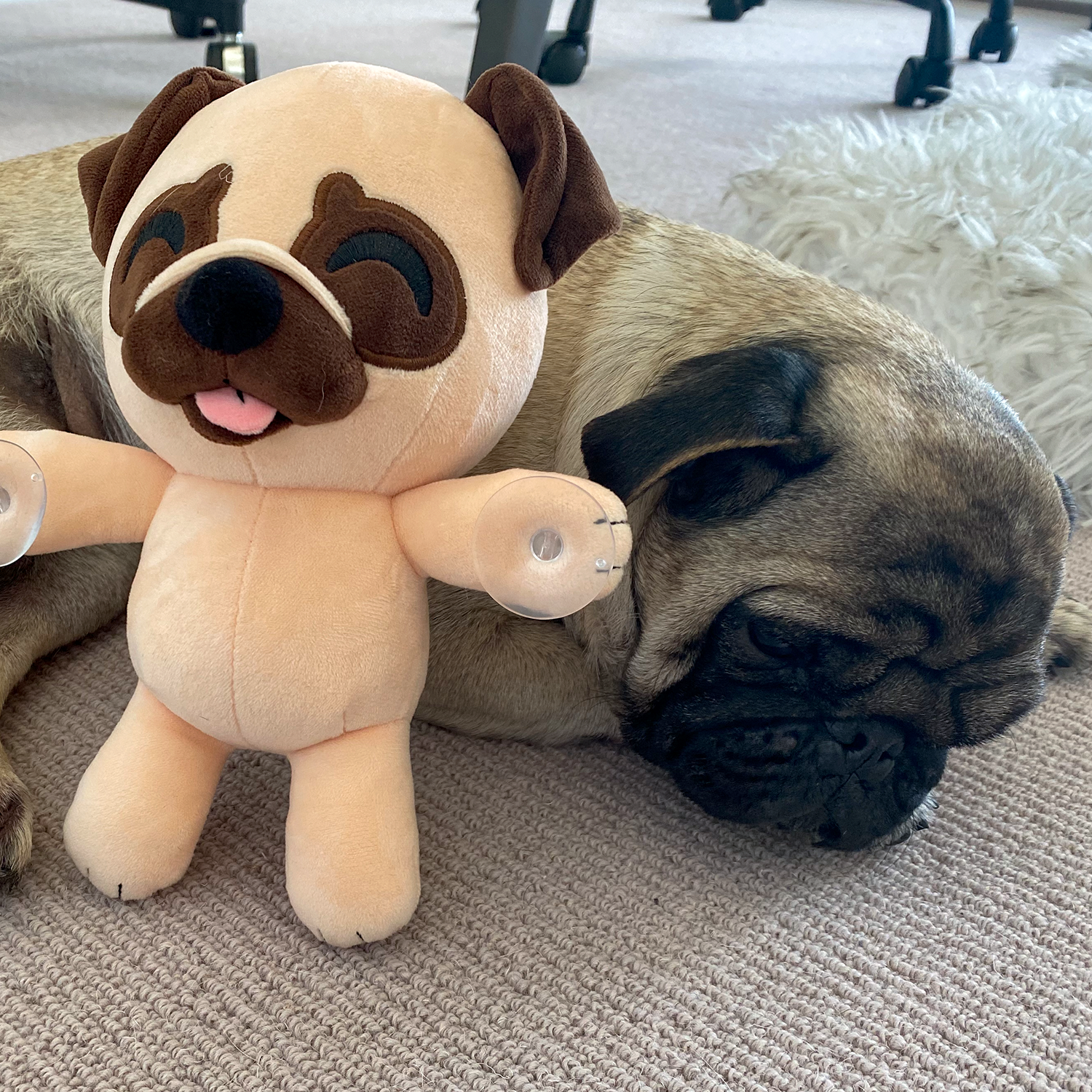 Mops Splatt Plüschtier (23 cm)